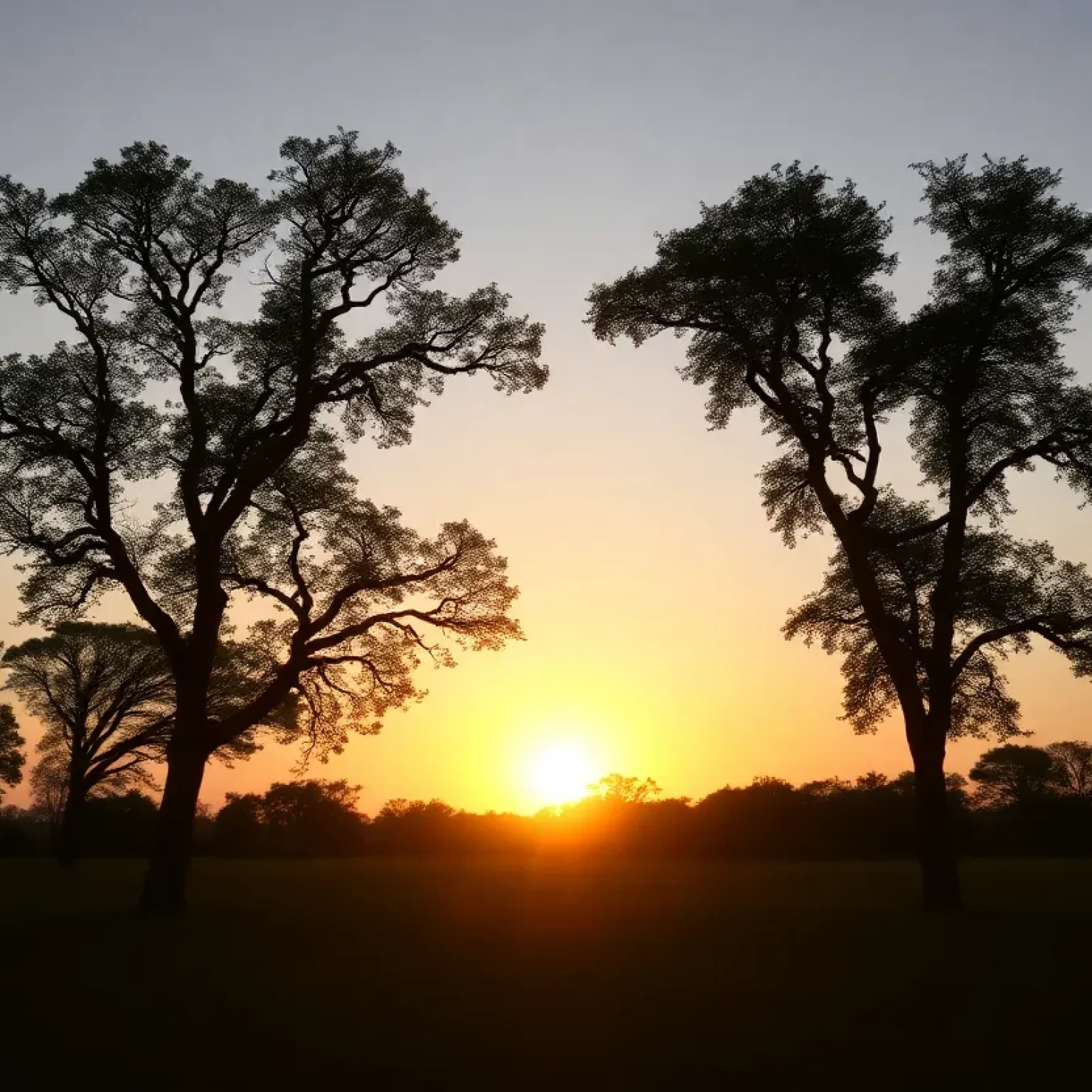 A tranquil sunset over a grove of trees, representing remembrance.