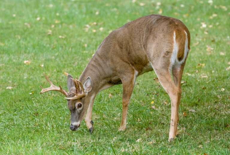 Michigan DNR Offers Free Deer Aging